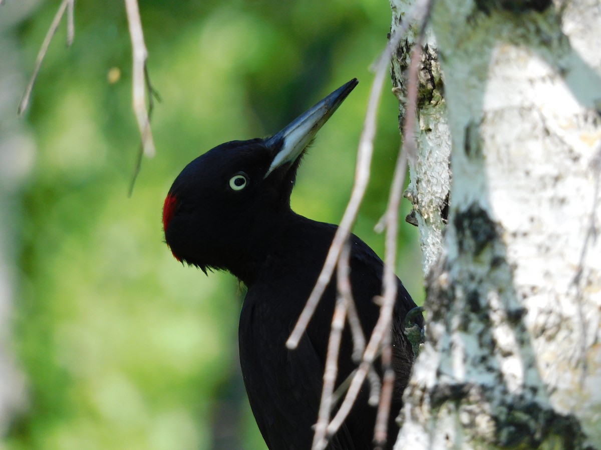 Black Woodpecker - Garid Nyambayar