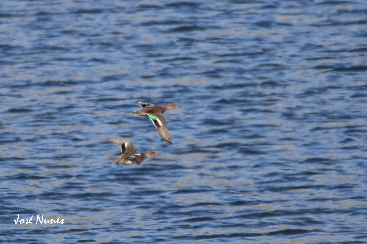 Green-winged Teal - ML349318181