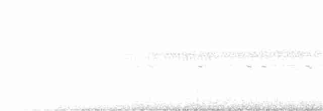 Large-tailed Nightjar - ML349318201