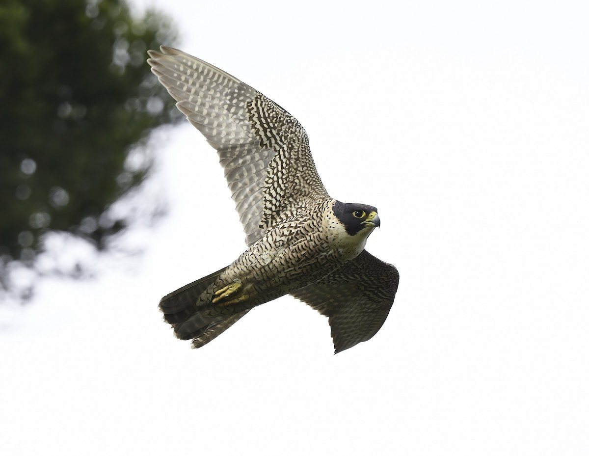 Peregrine Falcon (Australian) - Steven McBride