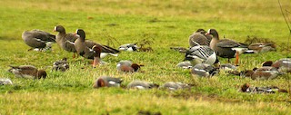 Lesser White-fronted Goose, ML349318371