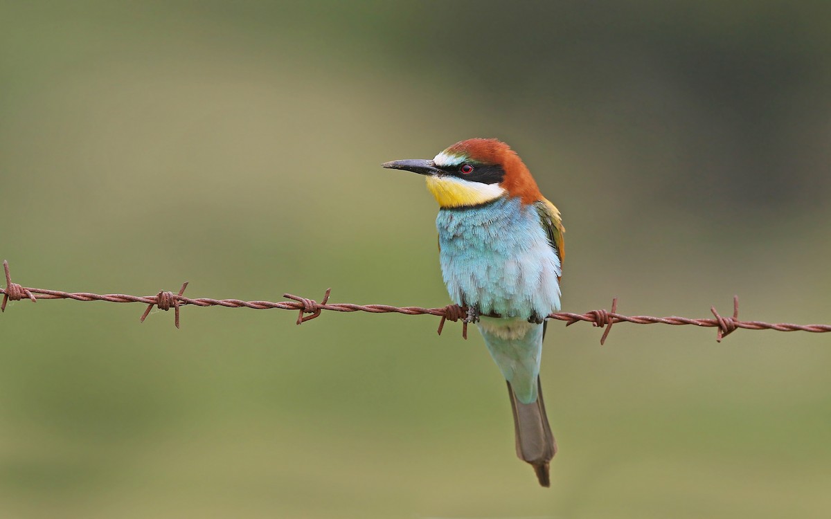 European Bee-eater - ML349322251