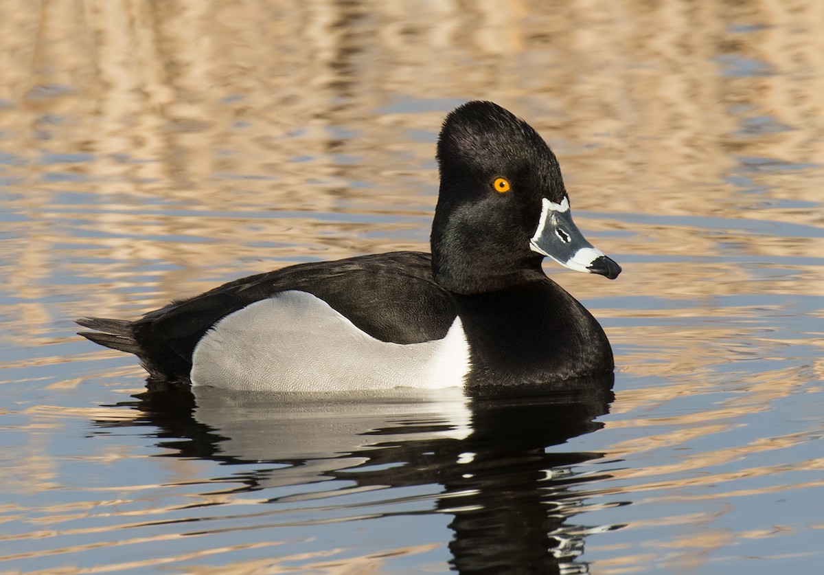 Ring-necked Duck - ML349325751