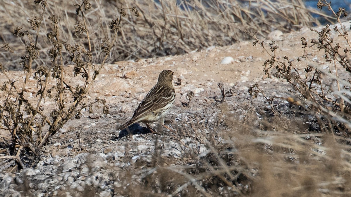 Red-throated Pipit - ML349328981