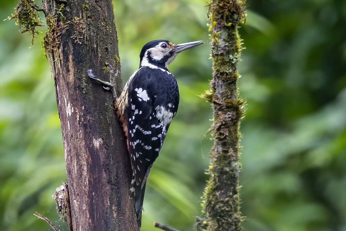 White-backed Woodpecker - ML349329551