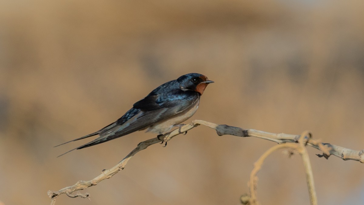 Barn Swallow (White-bellied) - ML349329701