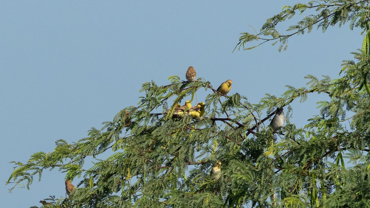 Sudan Golden Sparrow - ML349330301