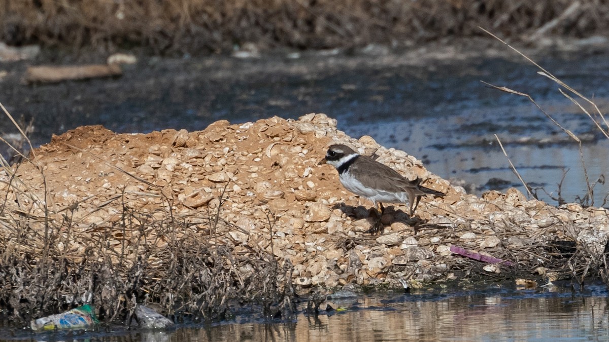 Common Ringed Plover - ML349331221