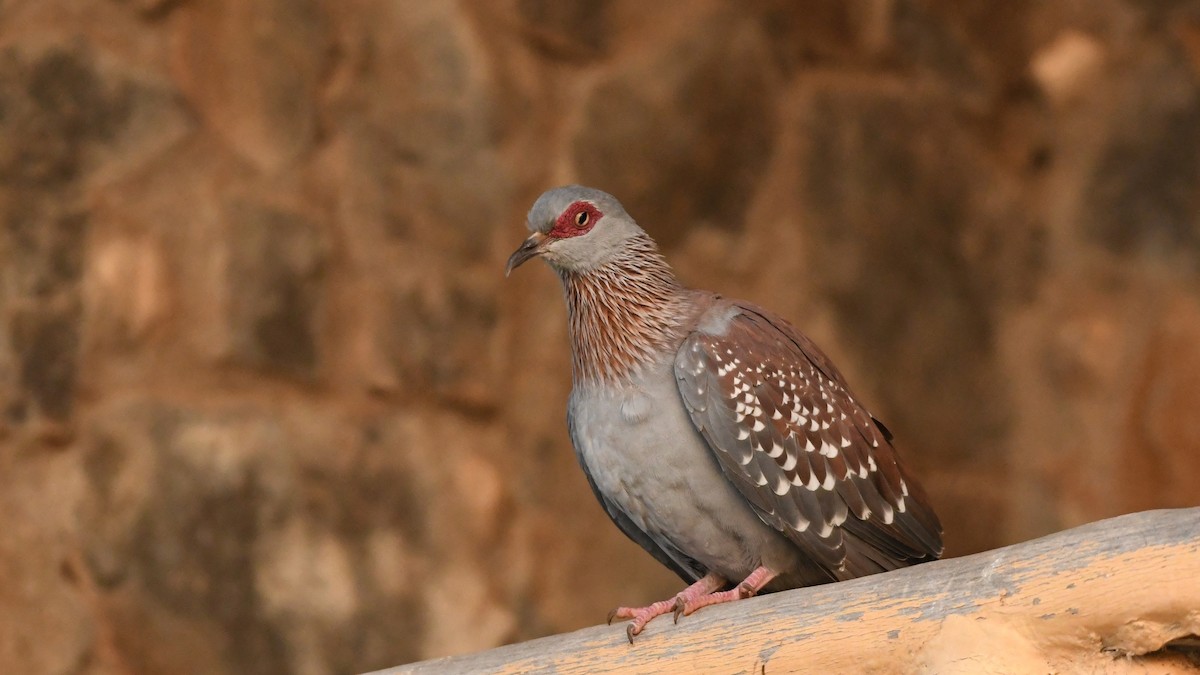 Speckled Pigeon - ML349332211