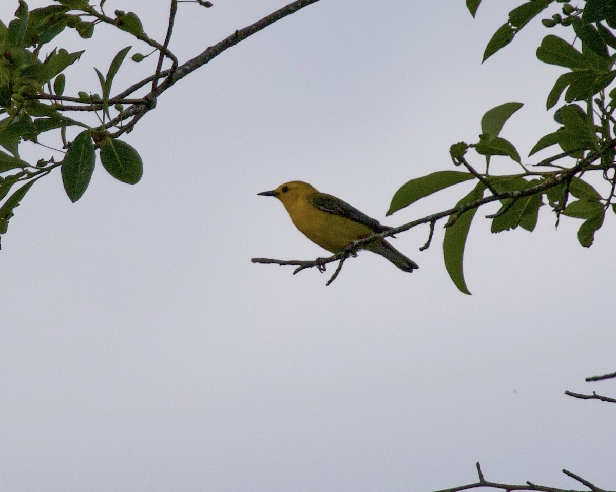Prothonotary Warbler - ML349332681