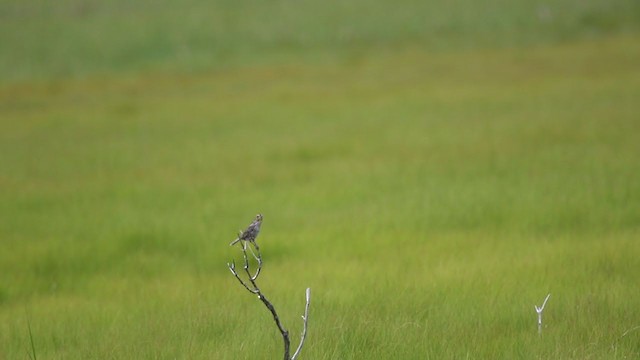Saltmarsh Sparrow - ML349334601