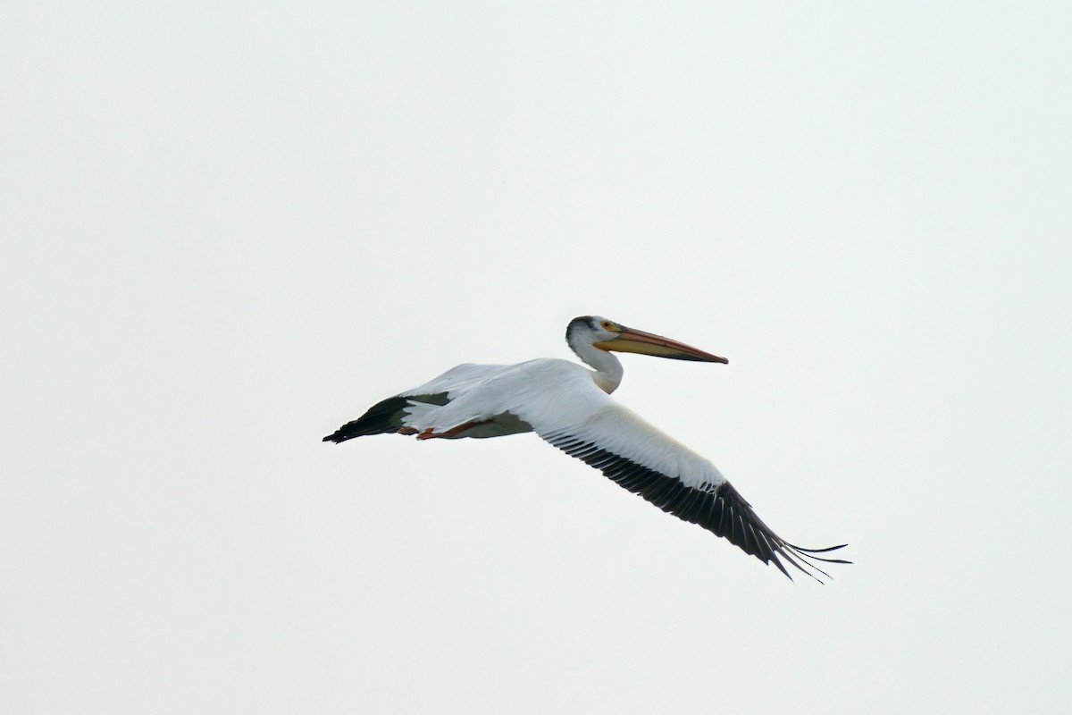American White Pelican - ML349336401