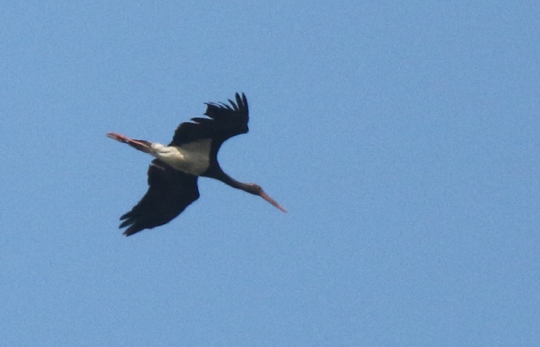 Black Stork - Chandrashekar M
