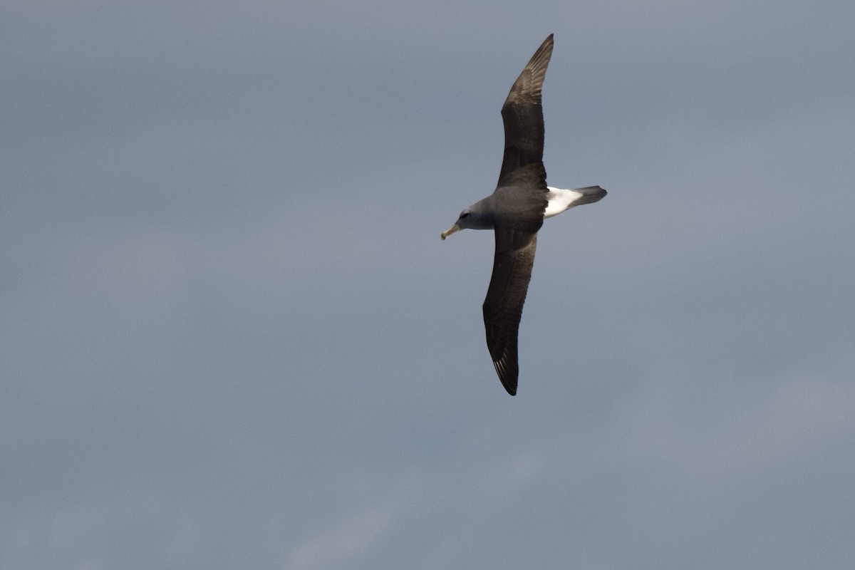 albatros šelfový/snarský/chathamský - ML349336541