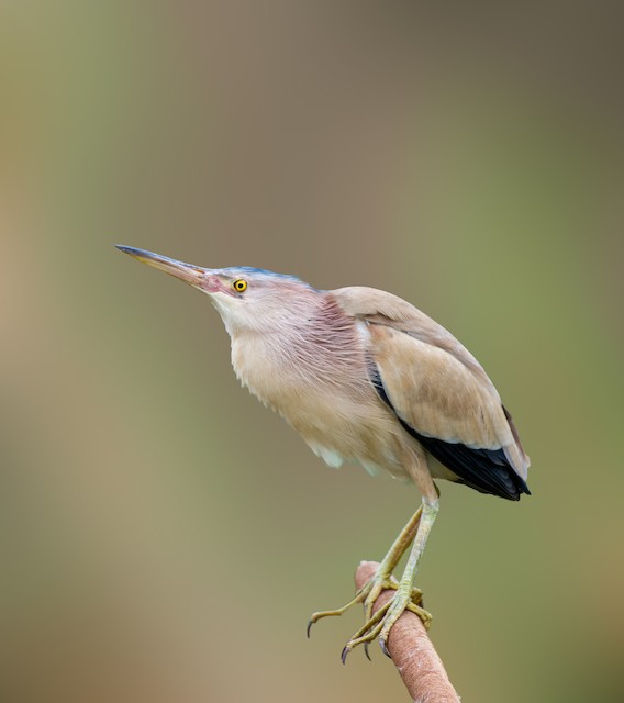 Male Definitive Basic lateral view in breeding colors. - Yellow Bittern - 