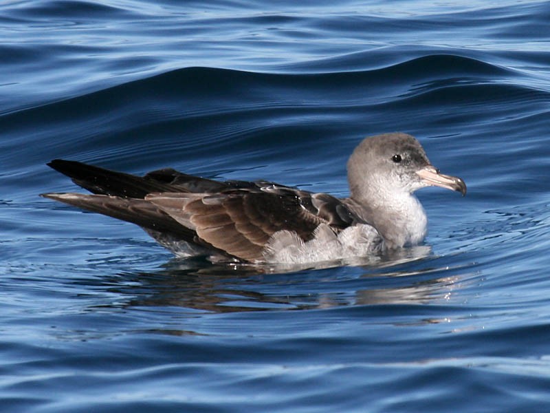 Pink-footed Shearwater - Greg Gillson