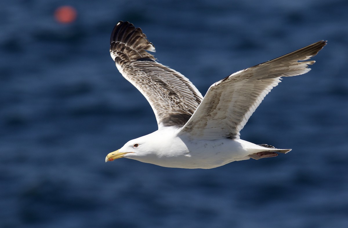 Great Black-backed Gull - Nathan Dubrow