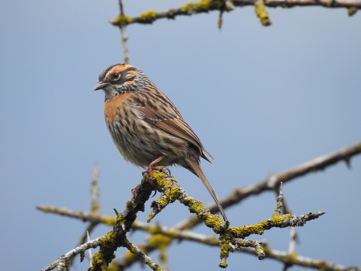 Rufous-breasted Accentor - ML349343071