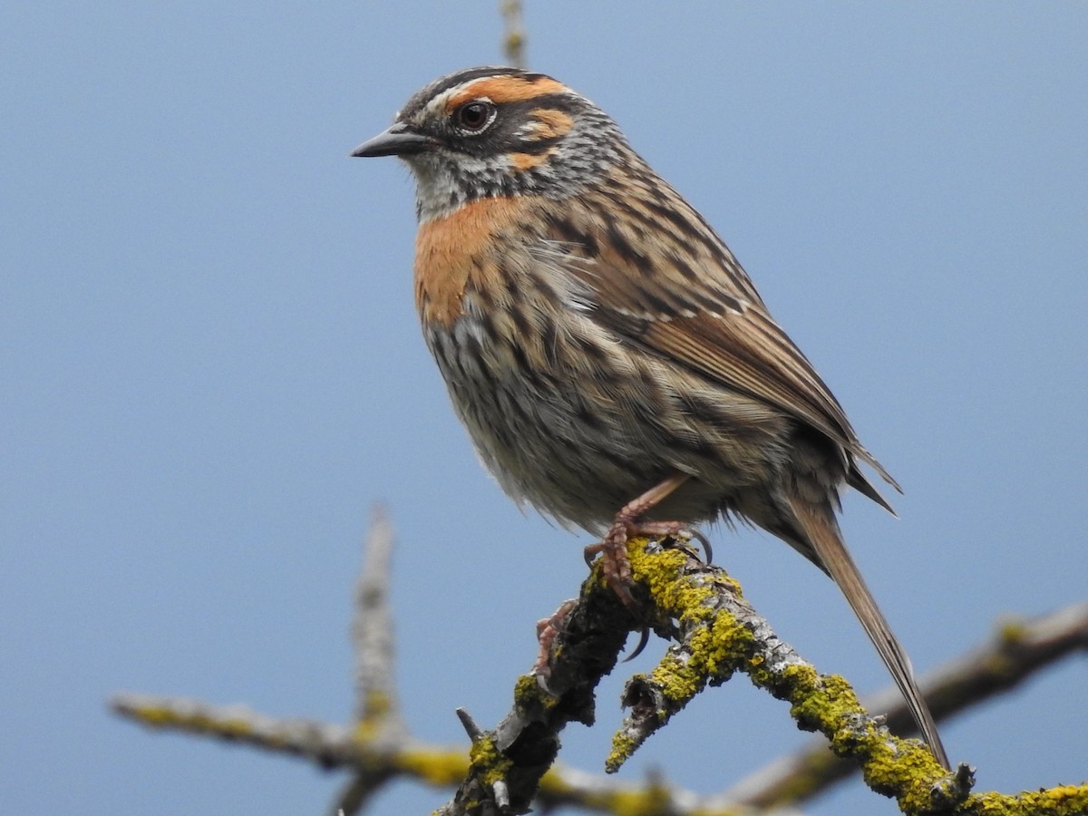 Rufous-breasted Accentor - ML349343171