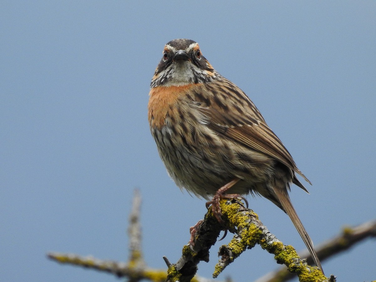 Rufous-breasted Accentor - ML349346441
