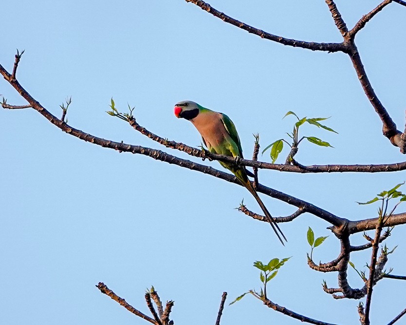 Red-breasted Parakeet - Adil Ali