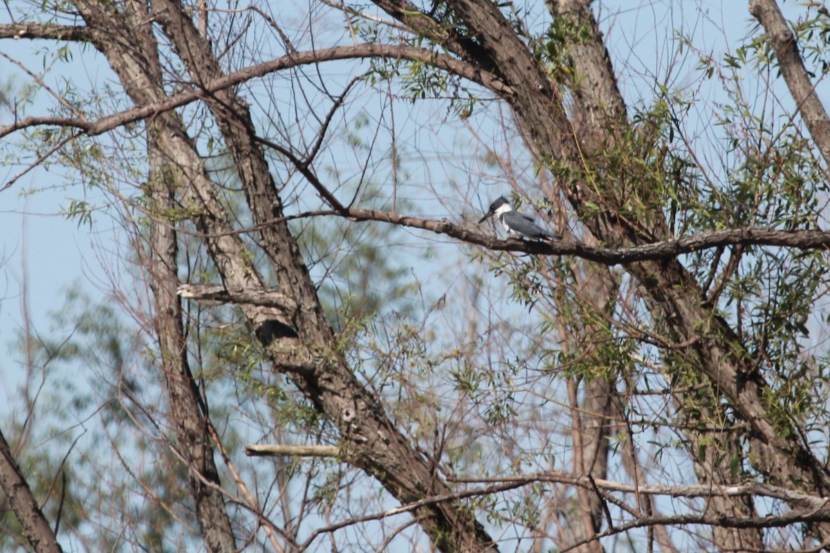 Belted Kingfisher - ML349349251