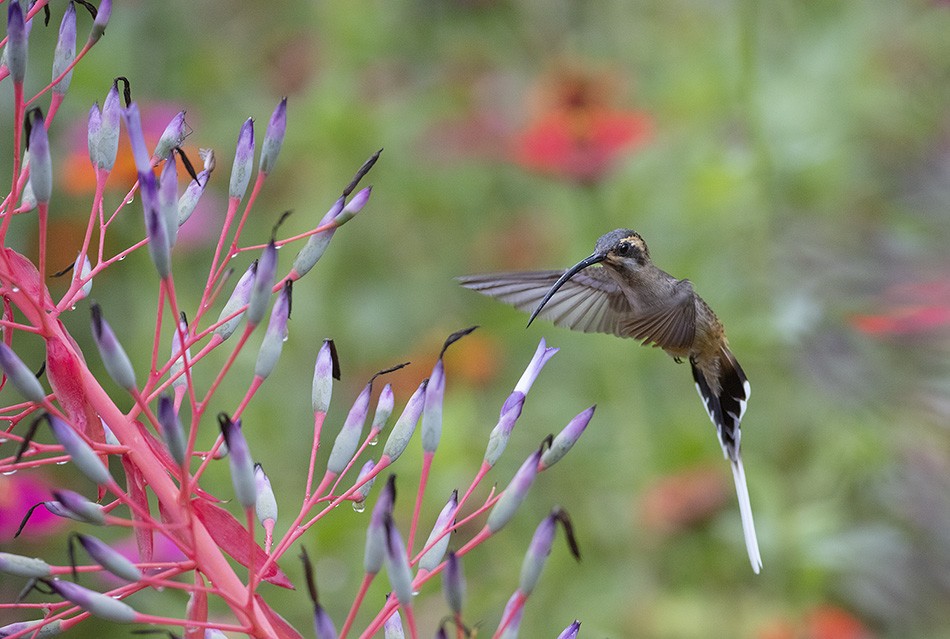 kolibřík západomexický - ML349349281