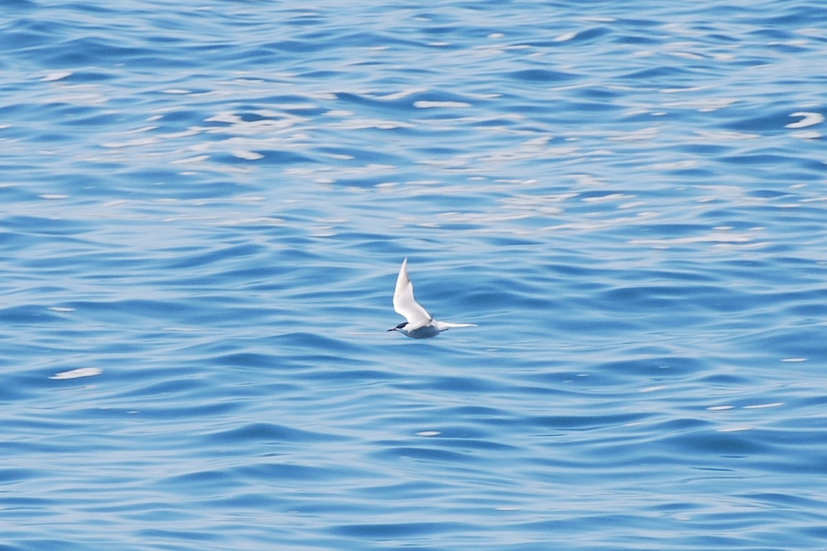 Arctic Tern - Tom Bisko