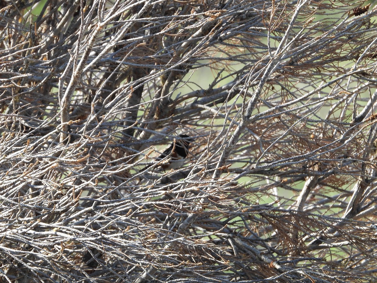 Spotted Towhee - ML349361441