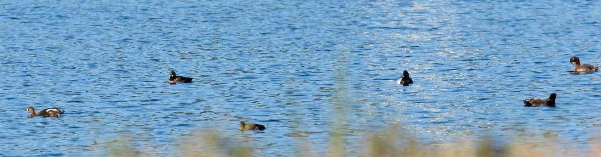 Greater Scaup - ML349363101