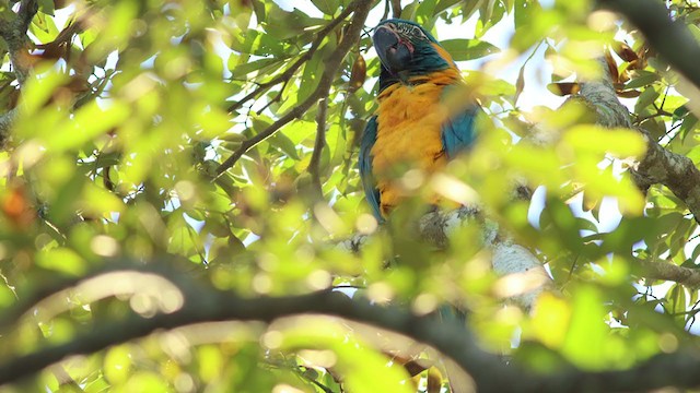 Blue-throated Macaw - ML349363821