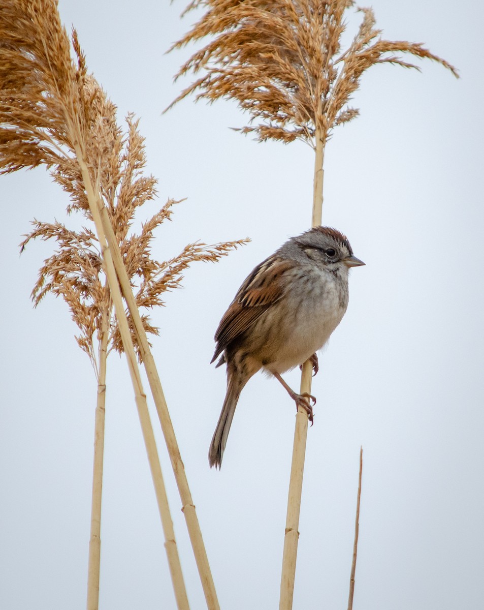 Swamp Sparrow - vanessa millette