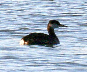 Red-necked Grebe - ML34937111