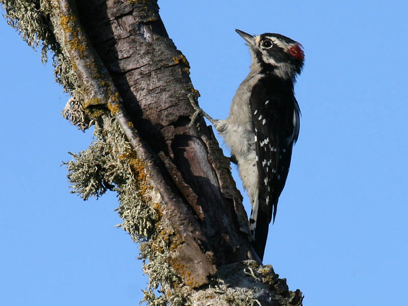 Downy Woodpecker - ML34937141