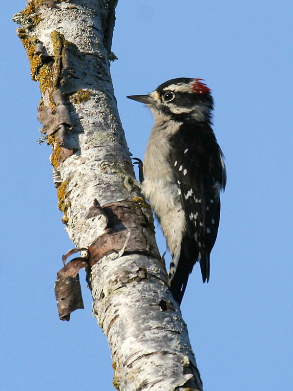 Downy Woodpecker - ML34937161