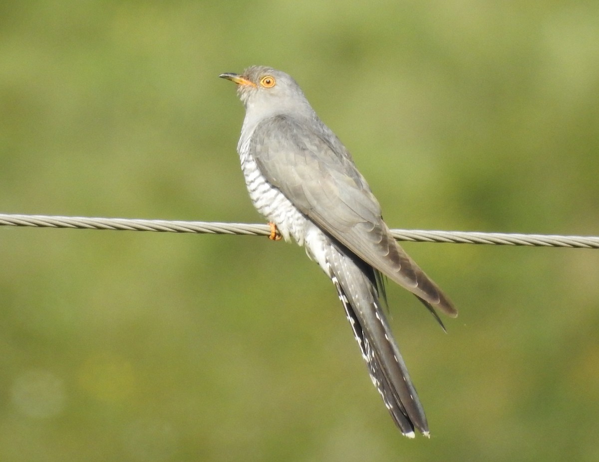 Common Cuckoo - ML349372451