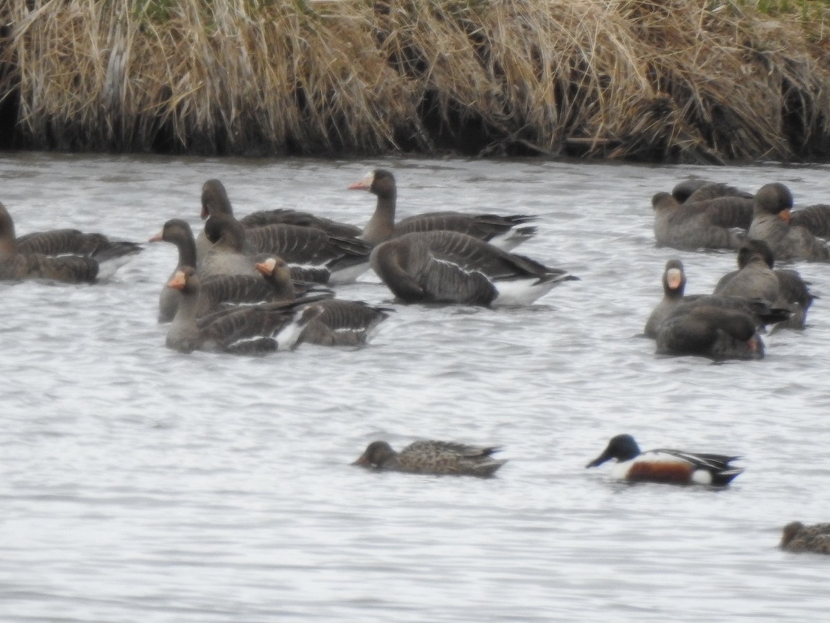 Greater White-fronted Goose - ML349374741