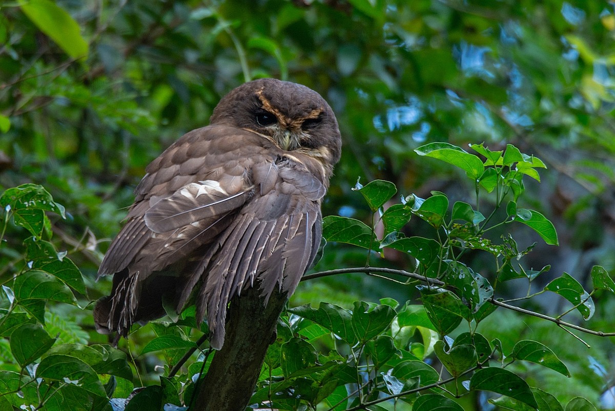 Tawny-browed Owl - LUCIANO BERNARDES