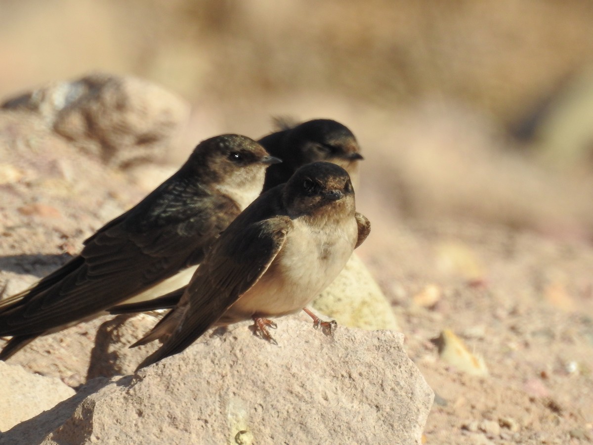 Andean Swallow - ML349388791