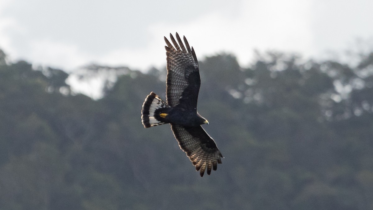 Zone-tailed Hawk - Ricardo Mitidieri