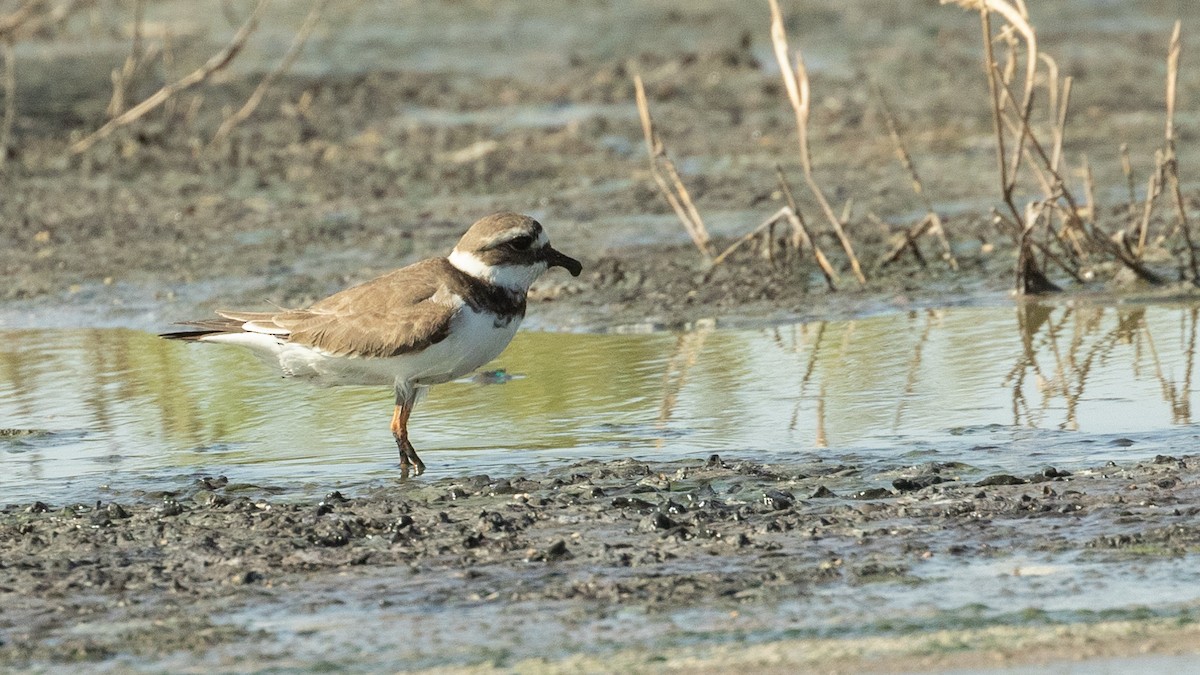 Common Ringed Plover - ML349402541