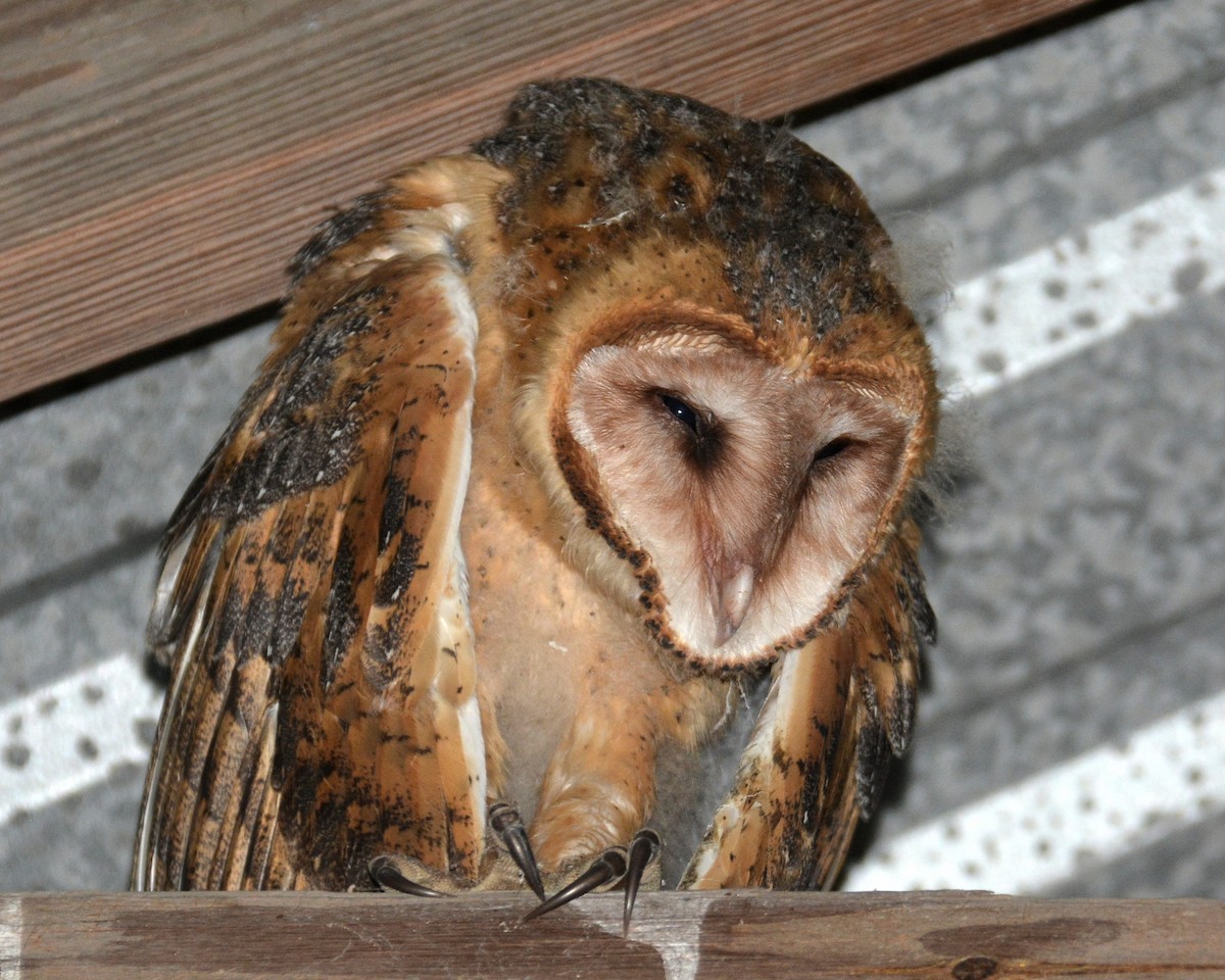 Barn Owl - John Whitehead