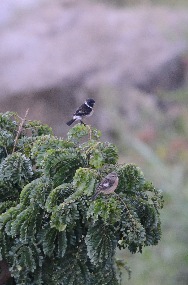African Stonechat (African) - ML34940891