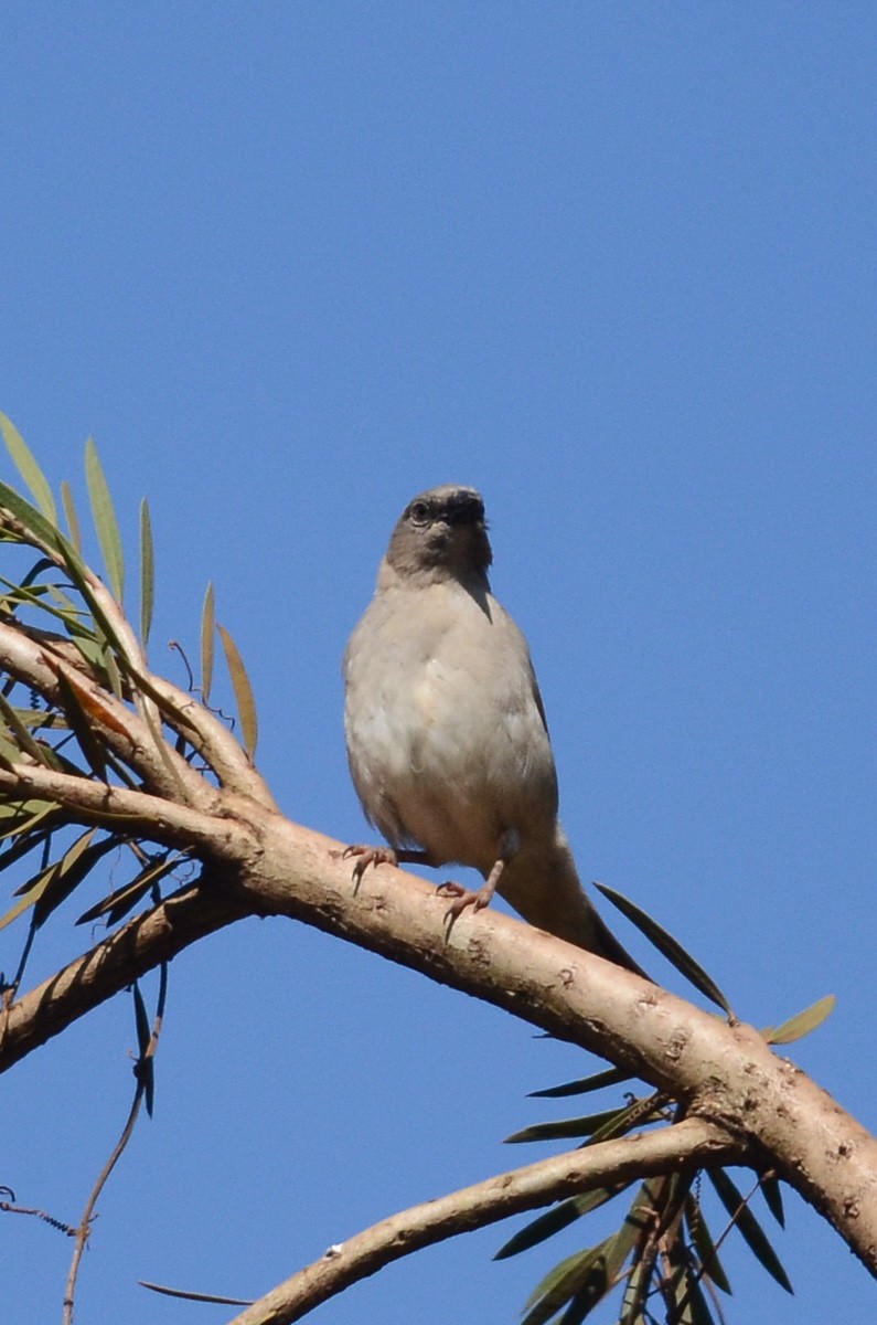 Parrot-billed Sparrow - ML34941001