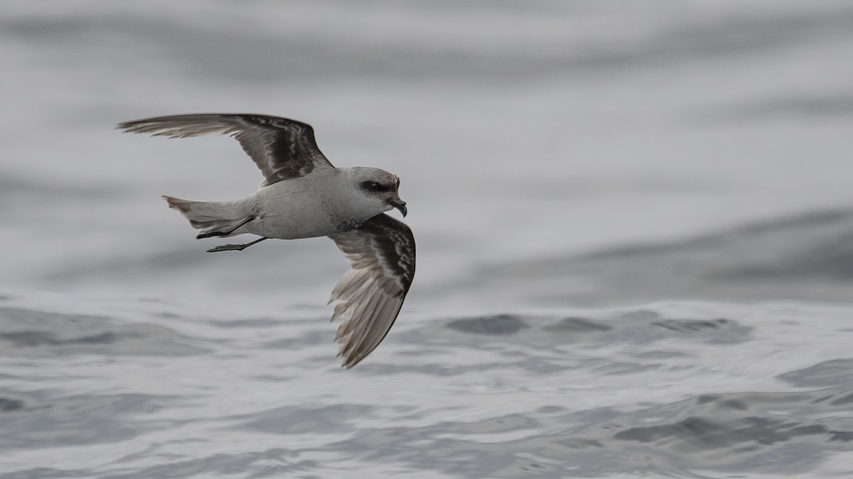 Fork-tailed Storm-Petrel - ML349417551