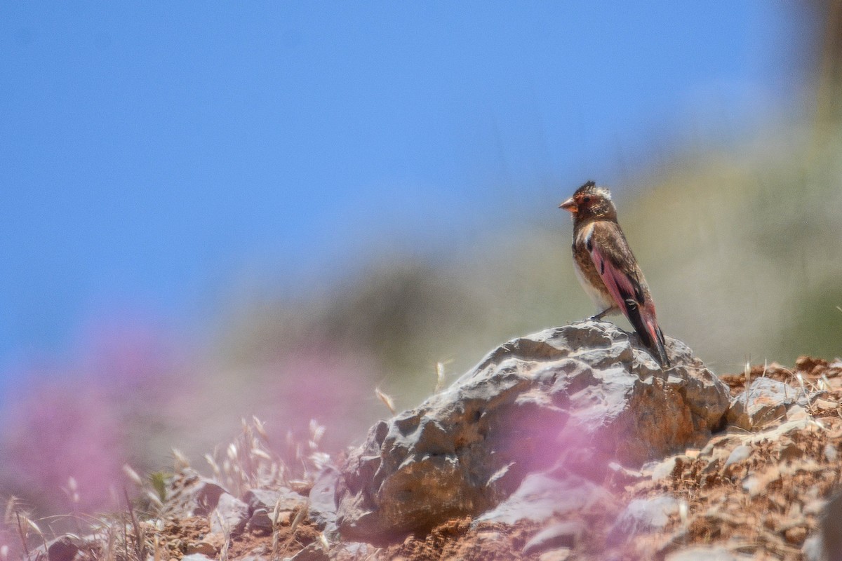 Crimson-winged Finch (Eurasian) - Itamar Donitza