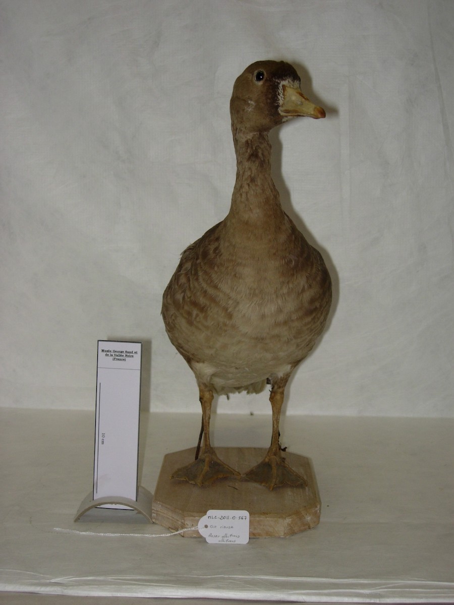 Greater White-fronted Goose - ML349421141