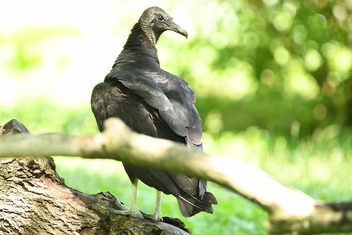 Black Vulture - Manny Salas