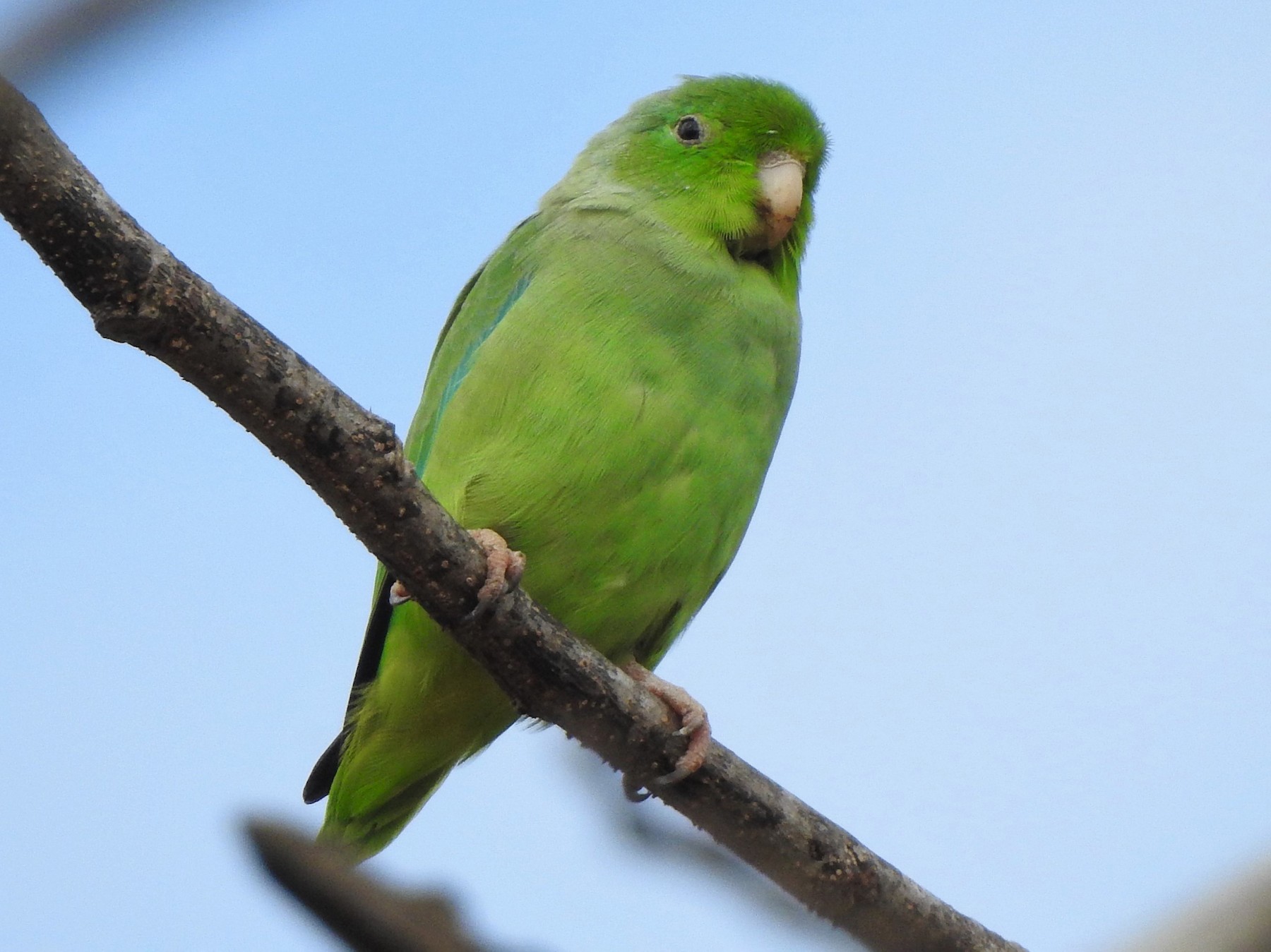 Turquoise-winged Parrotlet - Hugo Vides