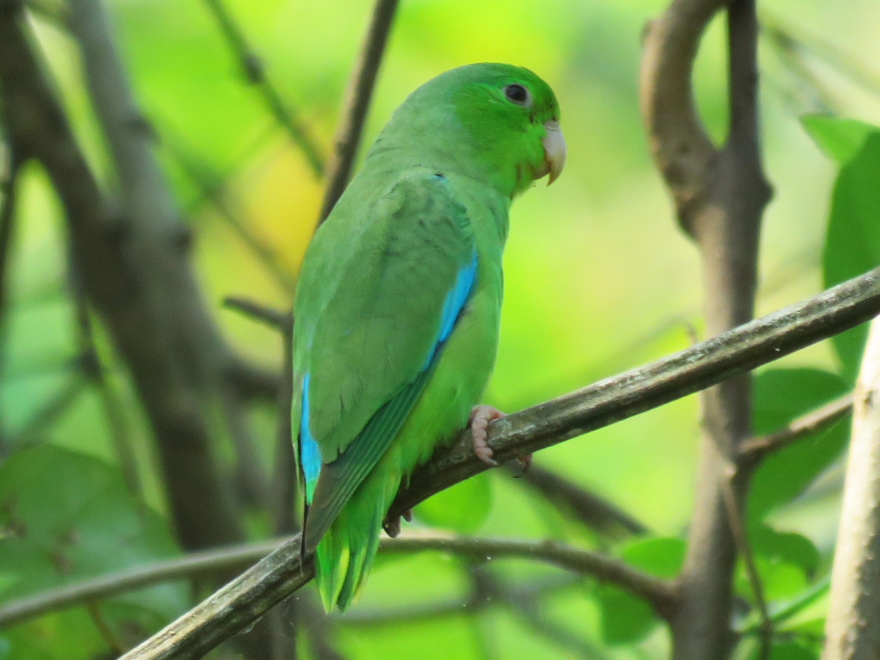 Turquoise-winged Parrotlet - Jorge Alcalá